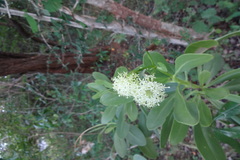 Kleinia grandiflora